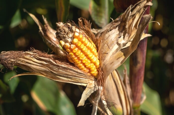 The husks on small, under-developed ear of corn is under-are pulled back, displaying a brown, misshapen end of the cob.