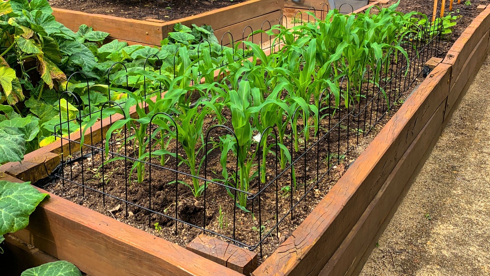 View of corn plants growing in a raised bed, with sturdy, upright stems adorned with broad, lance-shaped leaves arranged in a spiral pattern and with trellises installed around the perimeter of the bed.