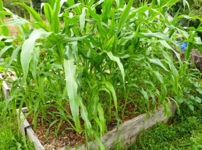 corn raised beds. Corn plants feature tall, sturdy stems topped with large, lance-shaped leaves arranged alternately along the stalk, creating a lush, green canopy on a wooden raised bed in the garden.