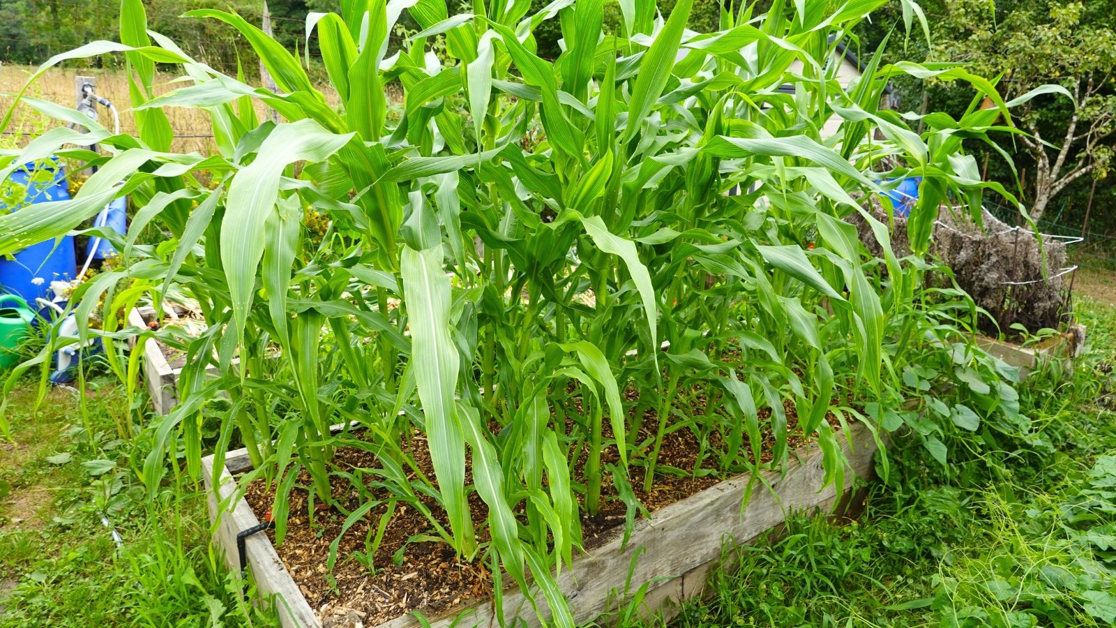 corn raised beds. Corn plants feature tall, sturdy stems topped with large, lance-shaped leaves arranged alternately along the stalk, creating a lush, green canopy on a wooden raised bed in the garden.