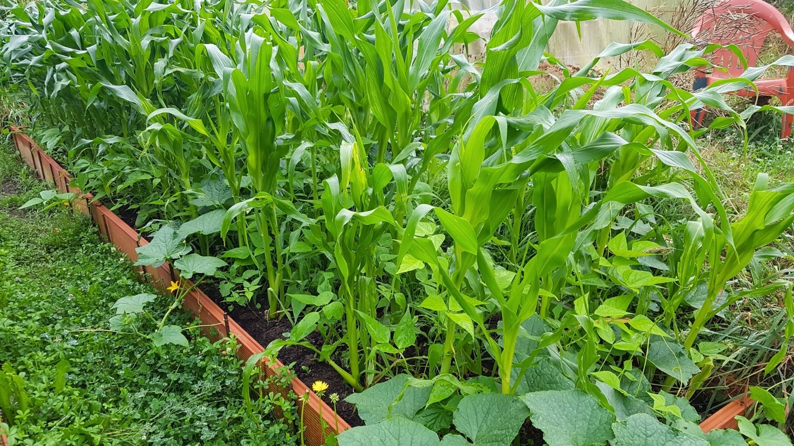 In the raised bed, corn, beans, and pumpkin plants thrive, with corn showcasing tall, sturdy stems and broad, lance-shaped leaves.