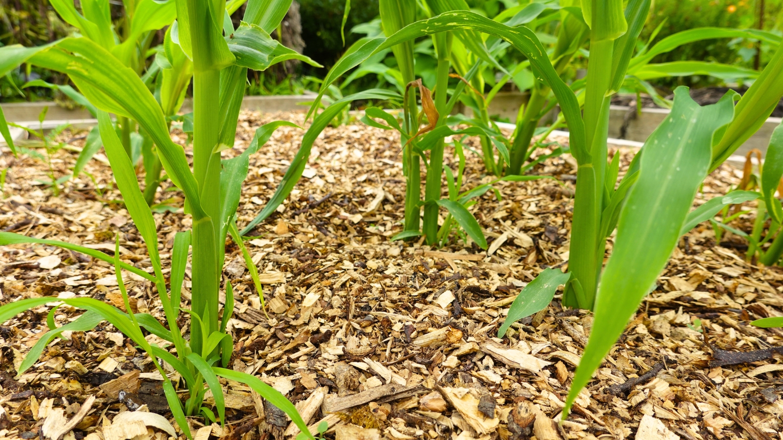 Close-up of young corn plants in a raised bed with mulched soil.