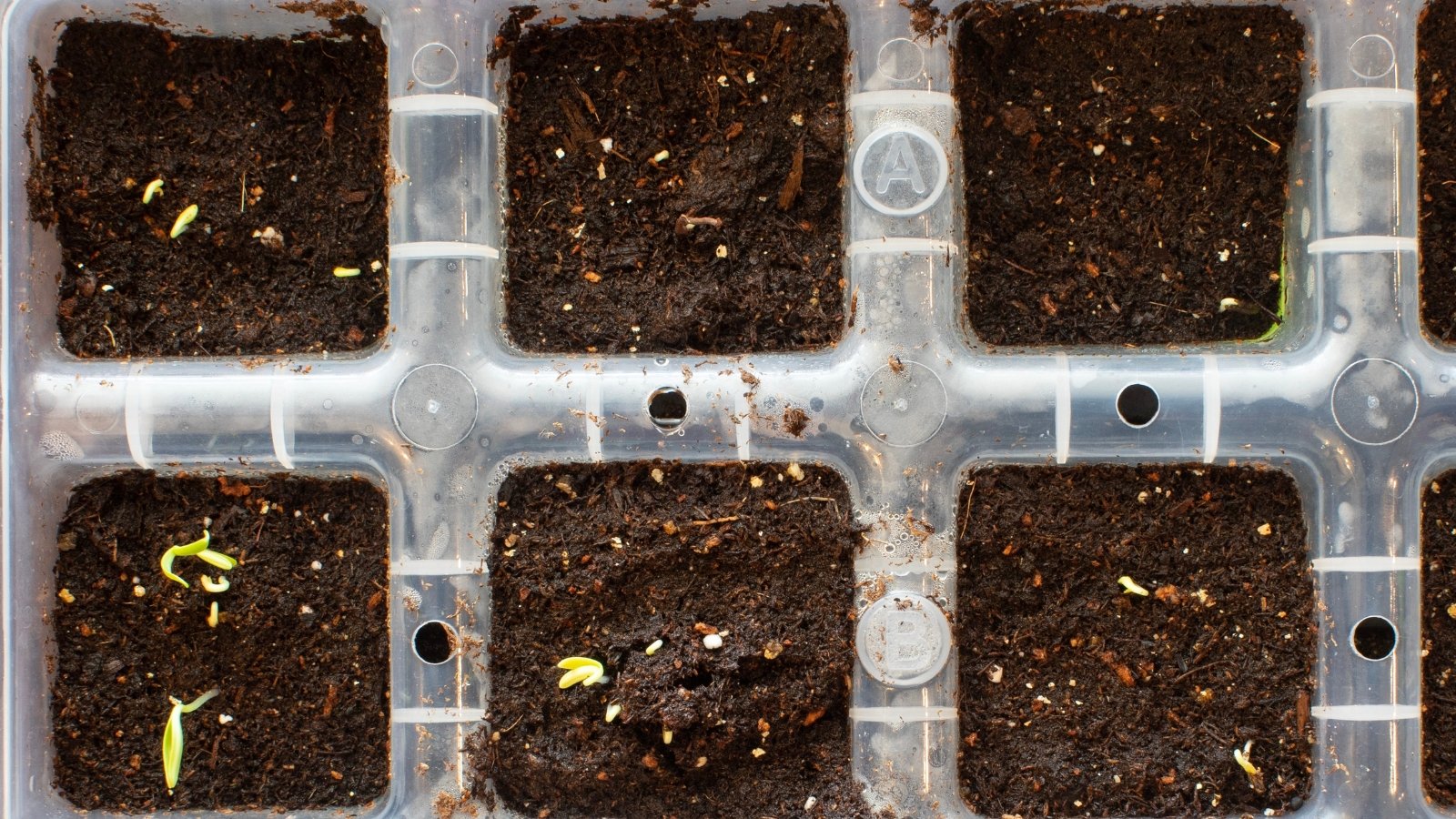 A close-up of a transparent seedling tray displays dark, moist soil, ready for planting, promising growth and vitality in the coming days, a canvas for life's green beginnings.