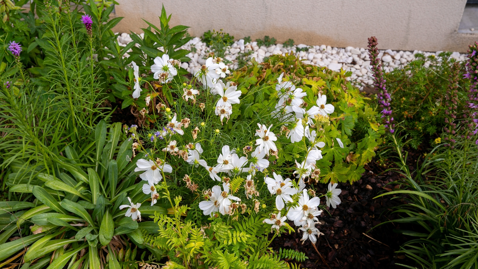 A garden bed hosts various plants, each showcasing unique colors and textures, while a cosmos plant stands out, adorned with delicate white flowers, adding an ethereal touch to the scene.