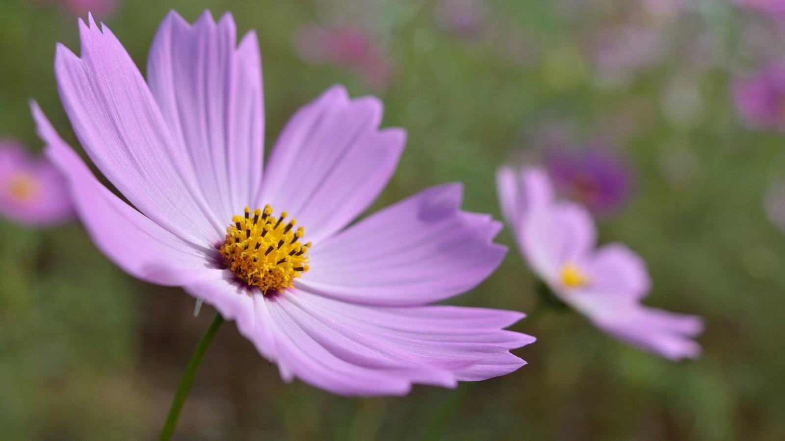A close-up of a purple cosmos flower with a sunny yellow center, its delicate petals softly unfurling against a backdrop of blurred foliage, revealing a cluster of other blossoms in the distance.