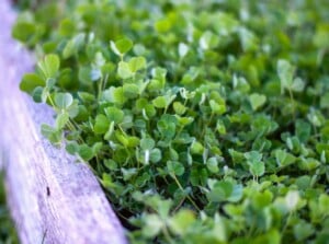 Close-up of a young clover cover crop growing along a wooden border in a garden. Young clover plants have small, delicate leaves that form a low-growing, dense mat near the soil surface. The leaves are trifoliate, with three leaflets per leaf. Clover plants, with their vibrant green color, not only lend a charming touch to landscapes but also offer cover valuable crop benefits.