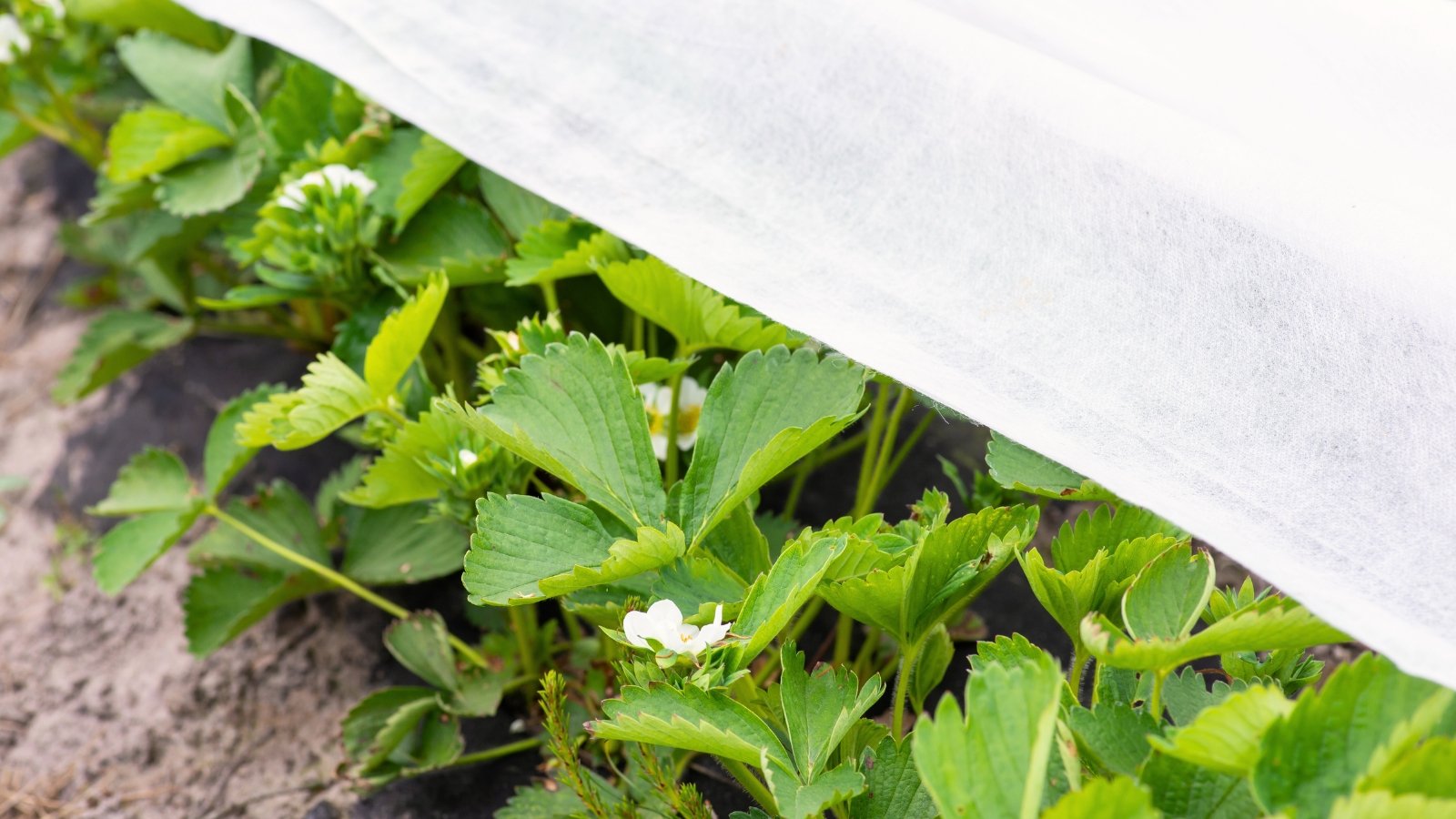 Covering blooming strawberry with white agrofiber in the garden. The strawberry plant boasts vibrant green leaves characterized by three toothed leaflets arranged in an alternate pattern along the stems. These leaves are shiny and oval-shaped, with serrated edges, and they vary in size from small to medium. There are small white flowers with yellow centers among the leaves.