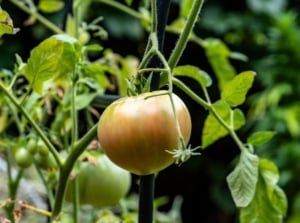 create hybrid tomato. Close-up of a tomato plant featuring robust, hairy stems and compound leaves with jagged, deep green leaflets, producing clusters of unripe juicy, round fruits of green and brownish-orange hue.