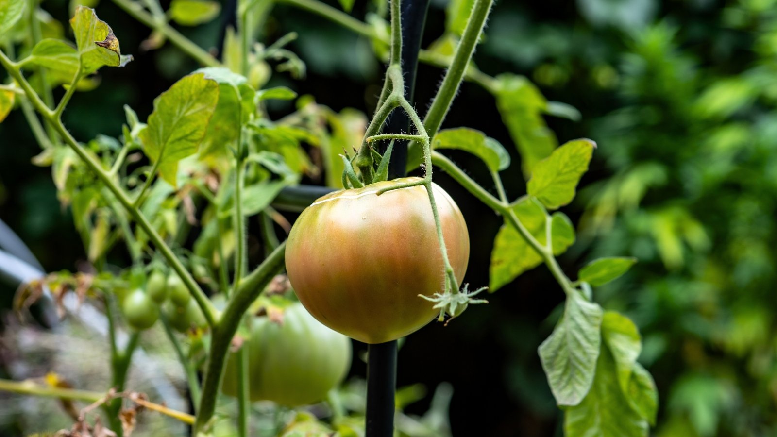 create hybrid tomato. Close-up of a tomato plant featuring robust, hairy stems and compound leaves with jagged, deep green leaflets, producing clusters of unripe juicy, round fruits of green and brownish-orange hue.