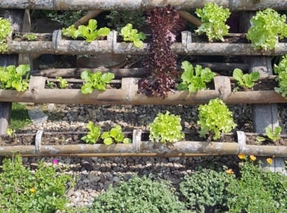 Creative Vegetable Garden Ideas