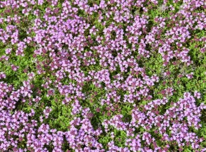 Vibrant purple Creeping Thyme flowers bloom in clusters, forming a mesmerizing carpet. The tiny blossoms showcase delicate petals, adding a burst of color. The lush green leaves of Creeping Thyme create a dense and textured ground cover resembling a vibrant lawn.