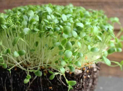 Crimson clover microgreens