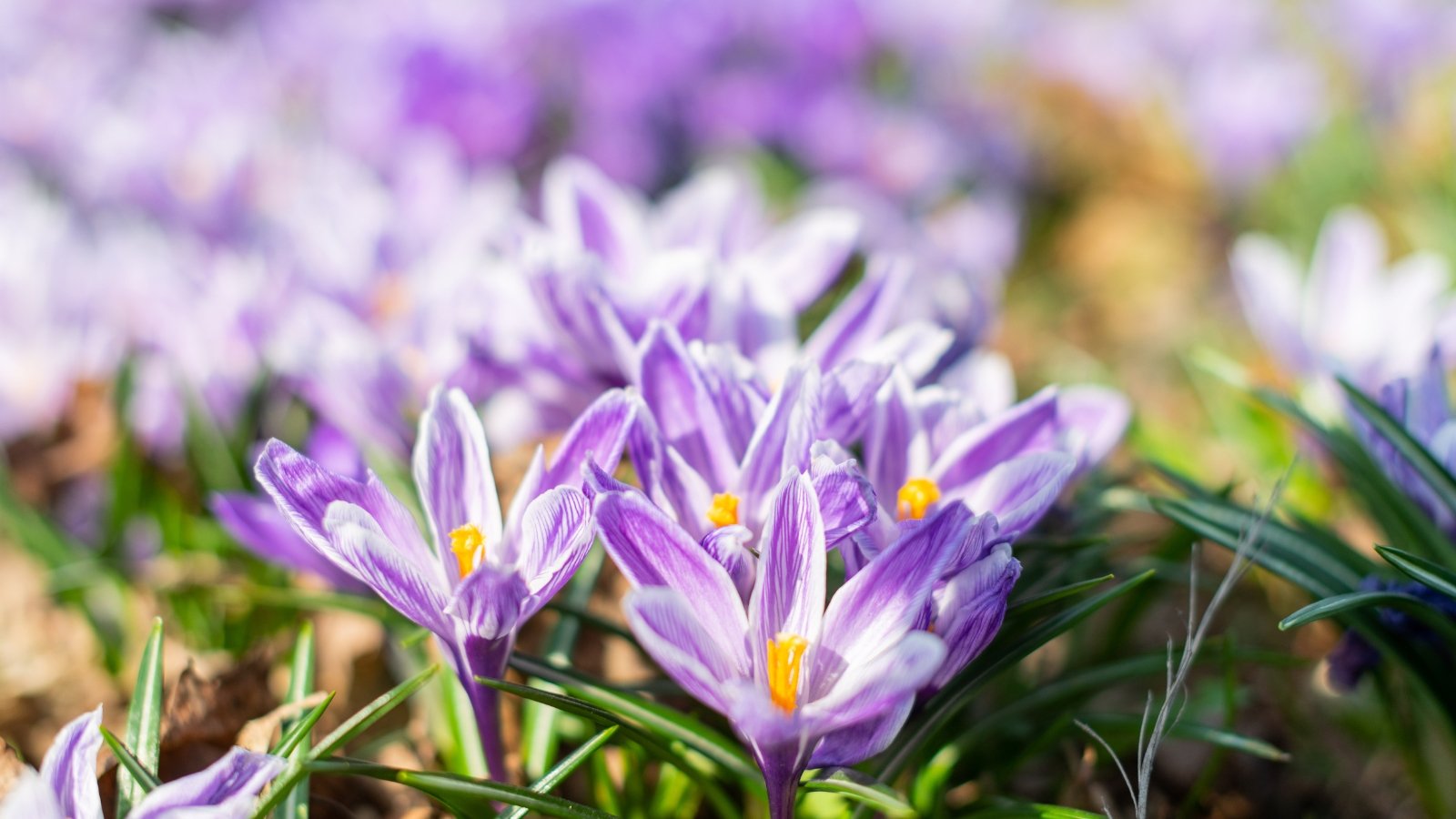 A close-up of vibrant purple saffron flowers soaking up sunlight, their delicate petals unfurling gracefully in a radiant display of color and texture, a testament to nature's intricate beauty.