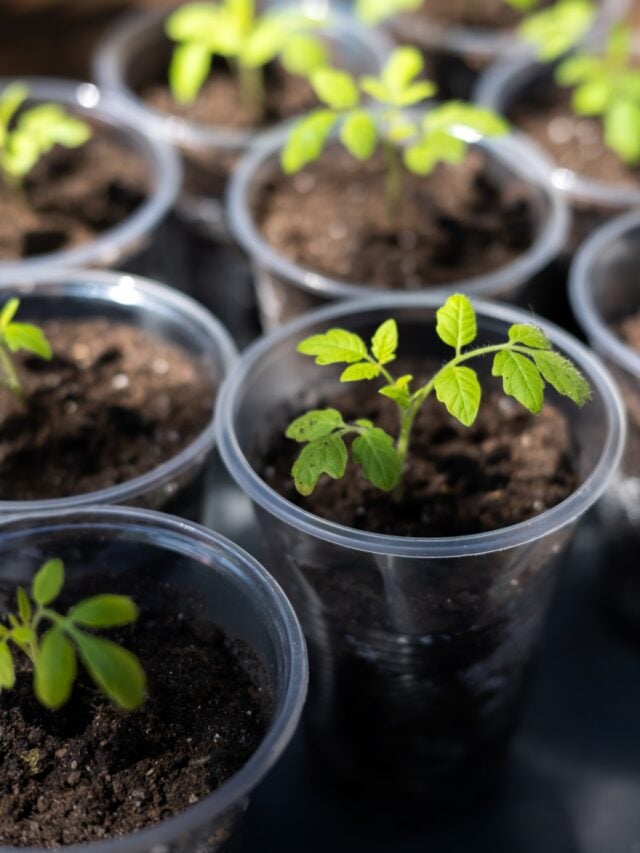 When and How to Start Tomato Seeds Indoors