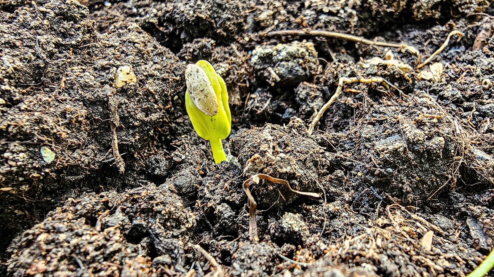 Close-up of seedling sprouting from moist dark brown soil. The seedling has a thin stem and two oval smooth cotyledons of pale green color.