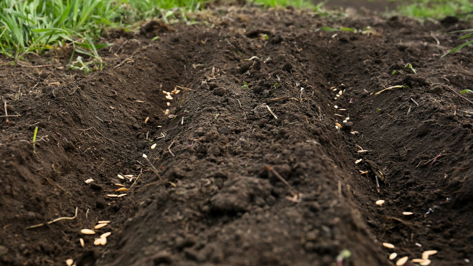 Close-up of sown cucumber seeds in soil trenches in the garden. The soil is dark brown and loose. 