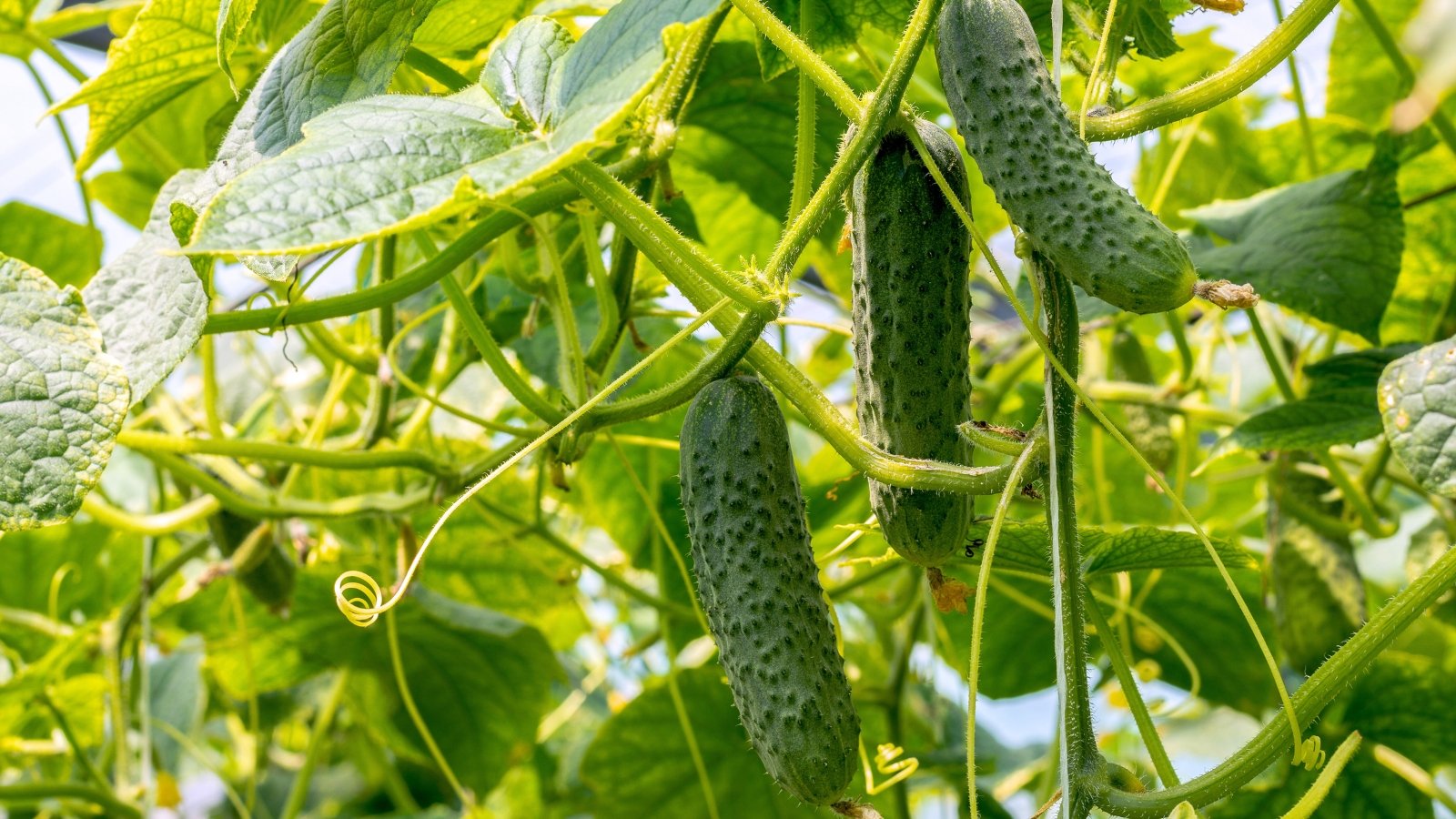 Close-up of a cucumber plant growing in a garden. The Cucumber plant presents sprawling, slender vines adorned with large, heart-shaped leaves that feature a vibrant shade of green and deeply lobed edges. Amidst the lush foliage, the plant produces elongated, cylindrical fruits with smooth, dark green skin adorned with occasional pimples.