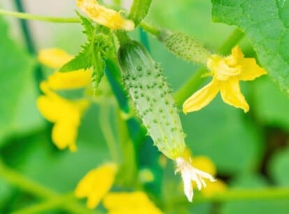 Cucumbers in Garden With Companion Plants