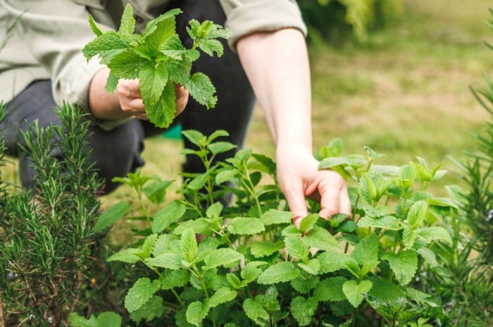 Closeup of a gardener woman harvesting culinary herbs in the garden. Rosemary and lemon balm grow in the garden bed. The girl picks fresh lemon balm. Melissa is a perennial herb with bright green, heart-shaped leaves that emit a lemony scent. Rosemary is an evergreen shrub with needle-like, aromatic leaves that are dark green on top and silvery underneath.