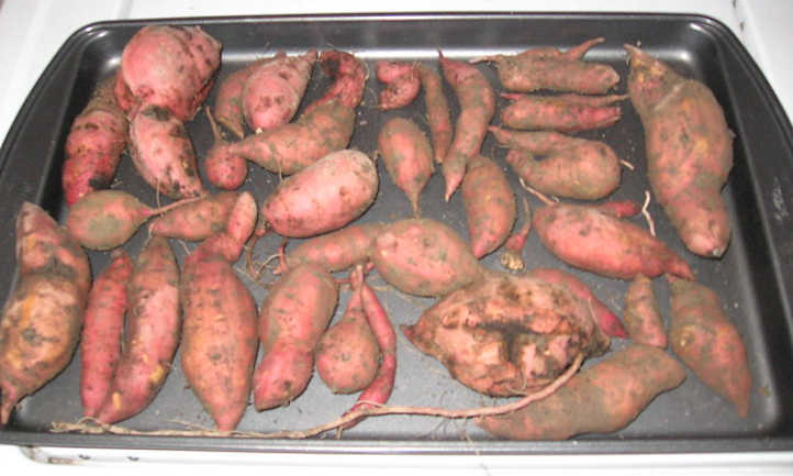 Curing sweet potatoes