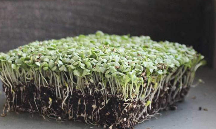 Curled Ruffec endive microgreens