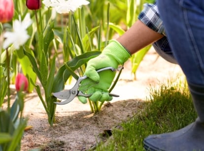 cut back tulips. cut back tulips. Close-up of a gardener's hands in green gloves with pruning shears pruning a tulip plant in a flowerbed. Tulips present a striking appearance with their tall, slender stems bearing a single, vibrant flower at the apex. Surrounding the base of each stem are several long, narrow leaves that emerge directly from the bulb, providing a lush green backdrop to the blooms. The flowers are cup-shaped, with smooth, colorful petals.