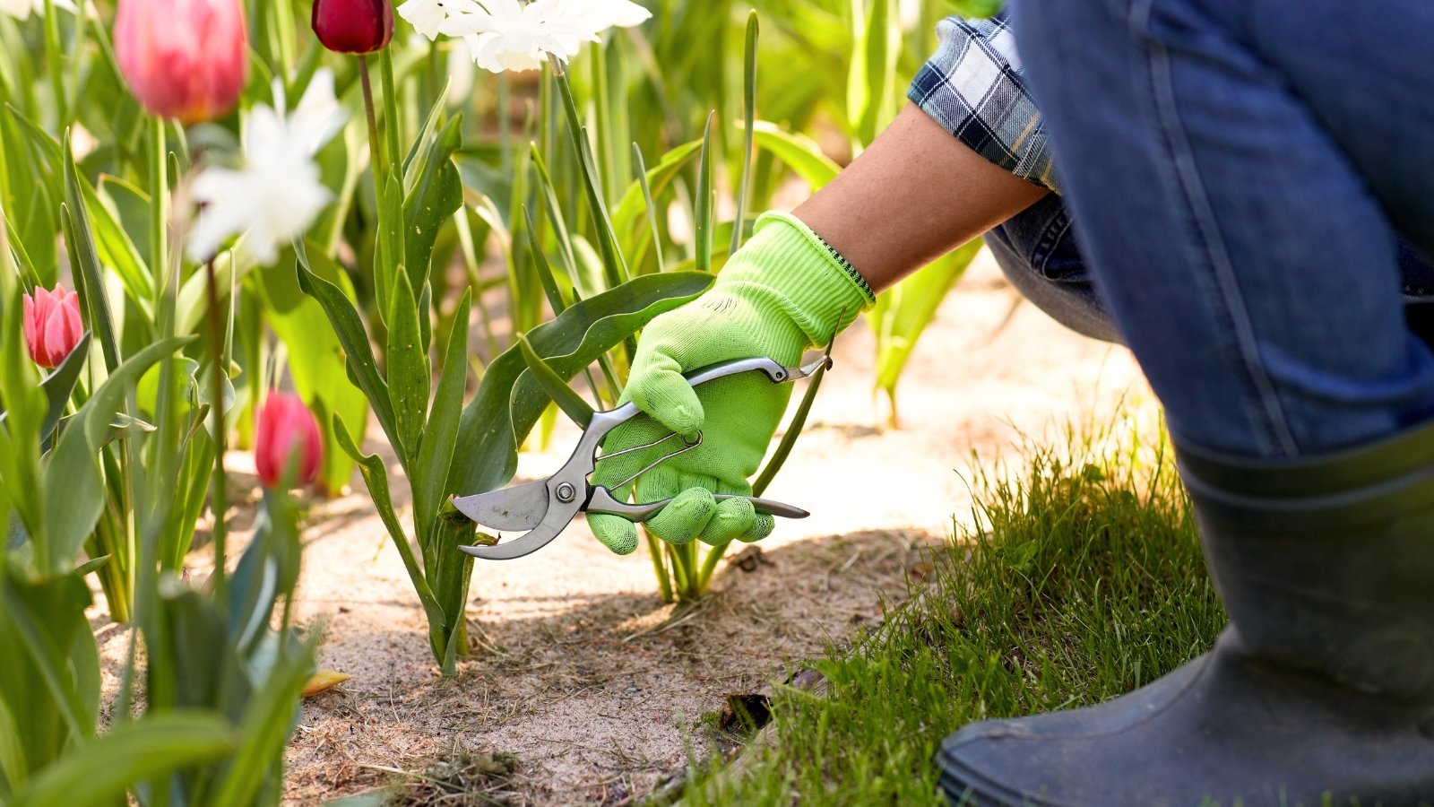 cut back tulips. cut back tulips. Close-up of a gardener's hands in green gloves with pruning shears pruning a tulip plant in a flowerbed. Tulips present a striking appearance with their tall, slender stems bearing a single, vibrant flower at the apex. Surrounding the base of each stem are several long, narrow leaves that emerge directly from the bulb, providing a lush green backdrop to the blooms. The flowers are cup-shaped, with smooth, colorful petals.