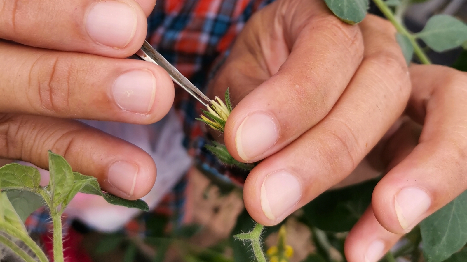 Close-up of a gardener plucking the mother anthers from a small yellow tomato flower using tweezers.