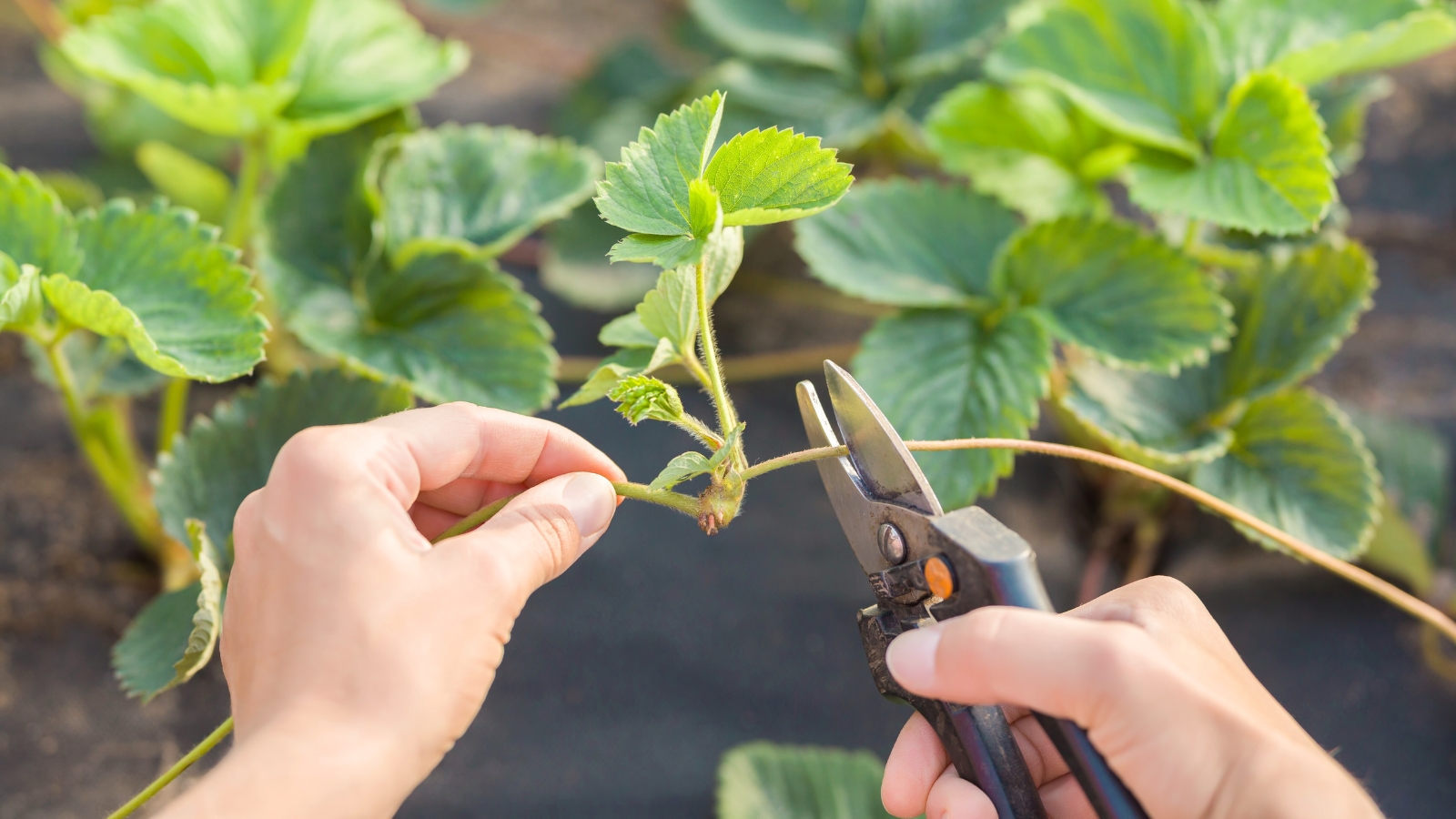 Close-up of female hands with black pruning shears trimming strawberry runners in a sunlit garden bed.