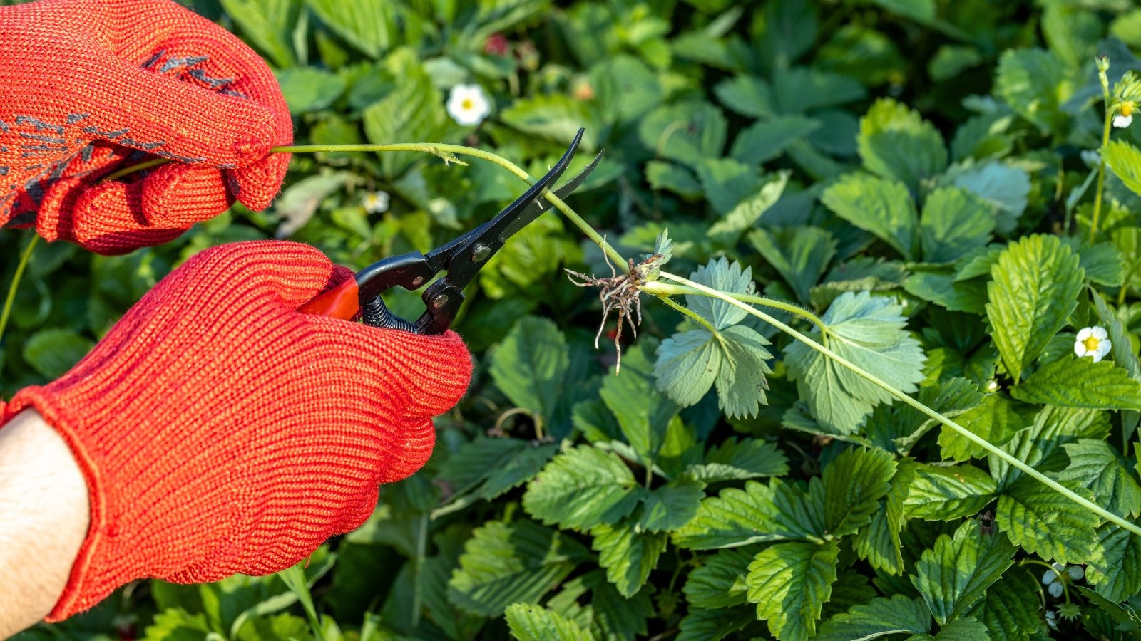 Close-up of pruning strawberry runners in the garden. The gardener's hands are wearing red gloves and trimming runners with black scissors. The strawberry plant features bright green trifoliate leaves arranged alternately along its stems, each leaflet possessing serrated edges.