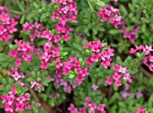 A daphne shrub with small purple flowers, which have a delicate and vibrant appearance, accompanied by small, glossy green leaves that create a contrasting backdrop.
