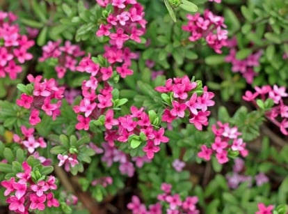 A daphne shrub with small purple flowers, which have a delicate and vibrant appearance, accompanied by small, glossy green leaves that create a contrasting backdrop.