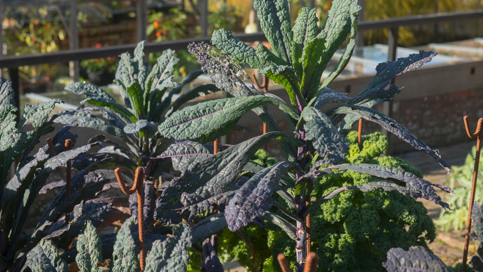 The 'Dazzling Blue' kale displays striking blue-green leaves with a purple tint and a slightly ruffled texture.