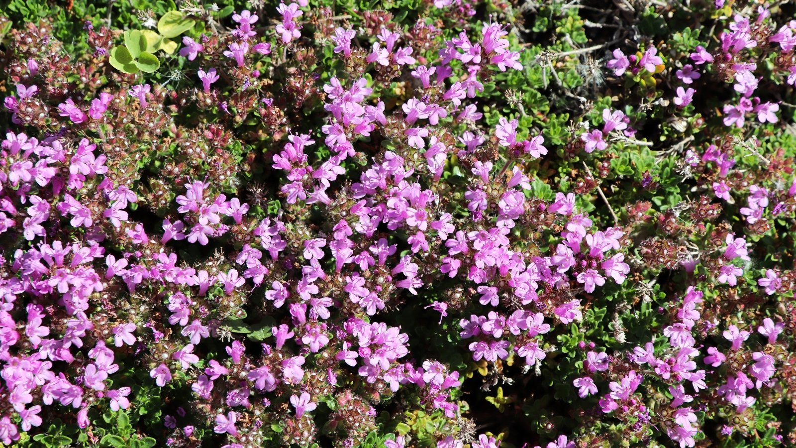 Vibrant purple flowers dotting a lush bed of creeping thyme, illuminated by the sun's golden rays, creating a picturesque scene of natural beauty and tranquility in the garden.