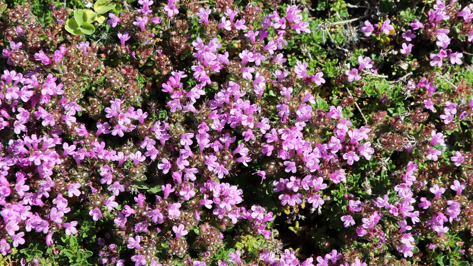 Vivid sunlight bathes a dense mat of purple creeping thyme blossoms, casting intricate shadows on the lush green leaves below, creating a vibrant tapestry of color and light.