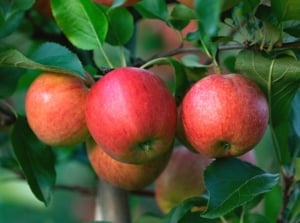 delicious apple varieties. Close-up of ripe apple fruits on a tree in a sunny garden. The branches are covered with dense, dark green foliage with finely serrated edges. The fruits are large, round in shape, pale green in color with a rich red-pink blush.