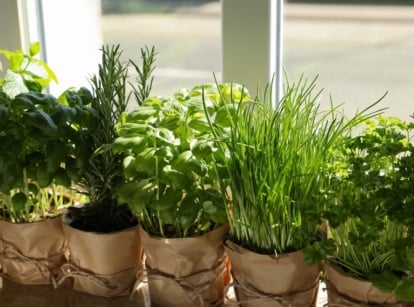 Brown paper pots arranged neatly along a white windowsill display a vibrant assortment of herbs, each pot brimming with life. The sun filters gently through the window, casting a warm glow that nourishes the delicate greenery.