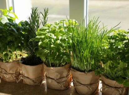 Different herbs growing in containers in the sun sitting on a ledge