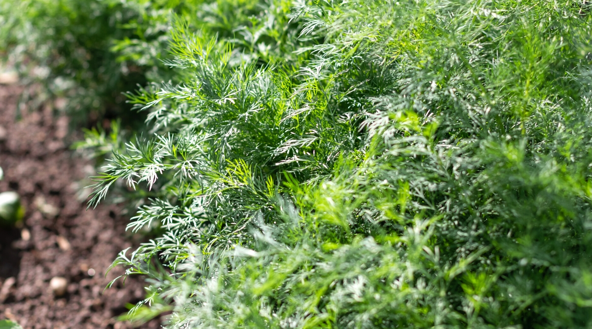 Close-up of a growing dill in the garden. Dill is an annual plant known for its delicate and feathery leaves. Dill leaves are soft, thin and fern-like, giving the plant a graceful and airy appearance. The leaves are bright green in color and grow on long thin stems.