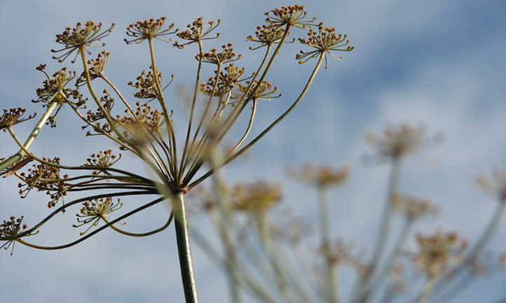 Dill flower heads