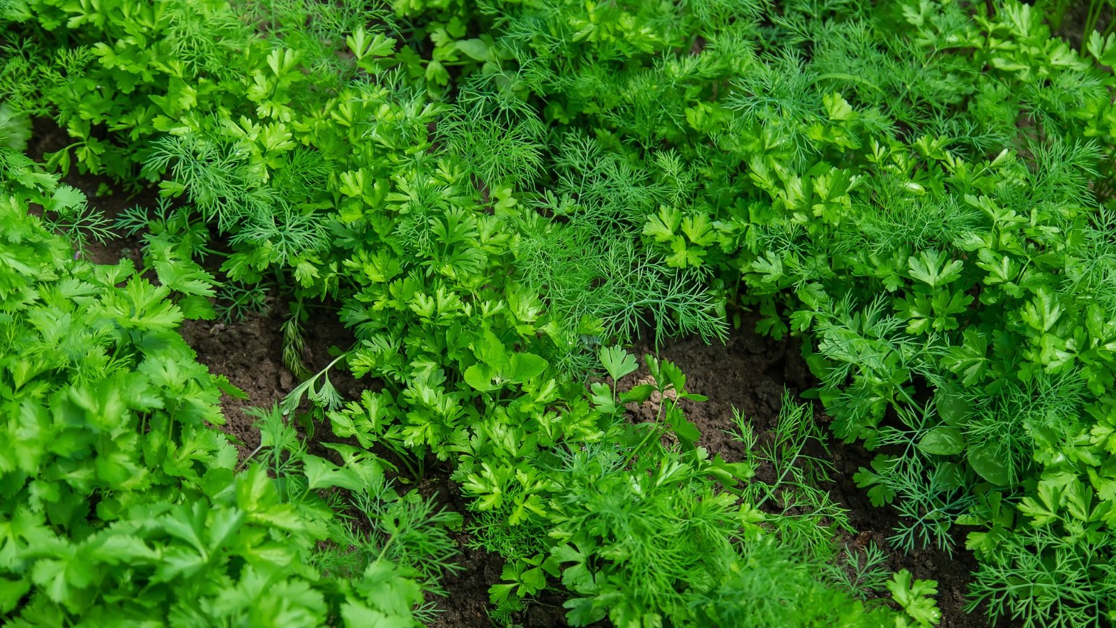 View of a bed with dill and cilantro growing. Dill features feathery, delicate leaves with a vibrant green color, while cilantro presents flat, finely divided leaves with a bright green hue.