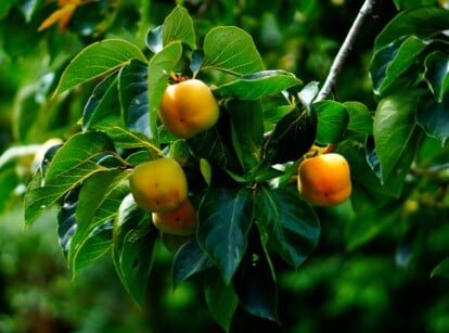 A close-up reveals a bountiful Diospyros virginiana fruit tree, adorned with vibrant orange fruits ready for harvest. The lush green leaves, intricately arranged on the branches, add to the tree's overall picturesque beauty. In the blurred background, additional green leaves create a harmonious natural setting.