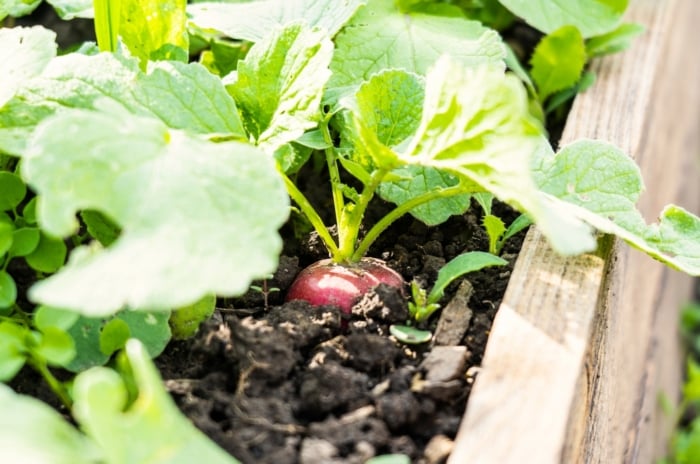 direct sow raised beds. Close-up of radish plants growing on a wooden raised bed. The radish plant showcases vibrant, green foliage with distinctive lobed leaves that form a rosette close to the soil. Below the surface, the roots develop into crisp, bulbous structures of a pinkish color. Radishes' roots exhibit a smooth texture and a rounded shape.