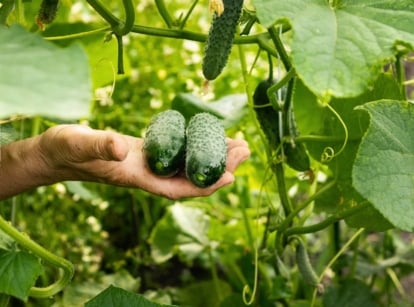 disease-resistant cucumbers. Close-up of a woman's hand with two freshly picked cucumbers against the background of cucumber plants with wide lobed leaves and elongated, cylindrical fruits of dark green color with slightly bumpy texture.