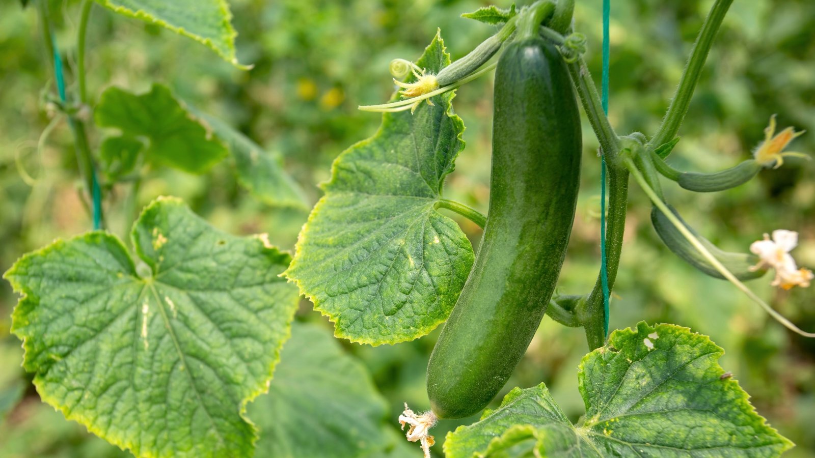 Close-up of a 'Diva' cucumber plant graced with ripe fruit exhibiting a slender, elongated form, pale green skin, and a delectably crisp texture.
