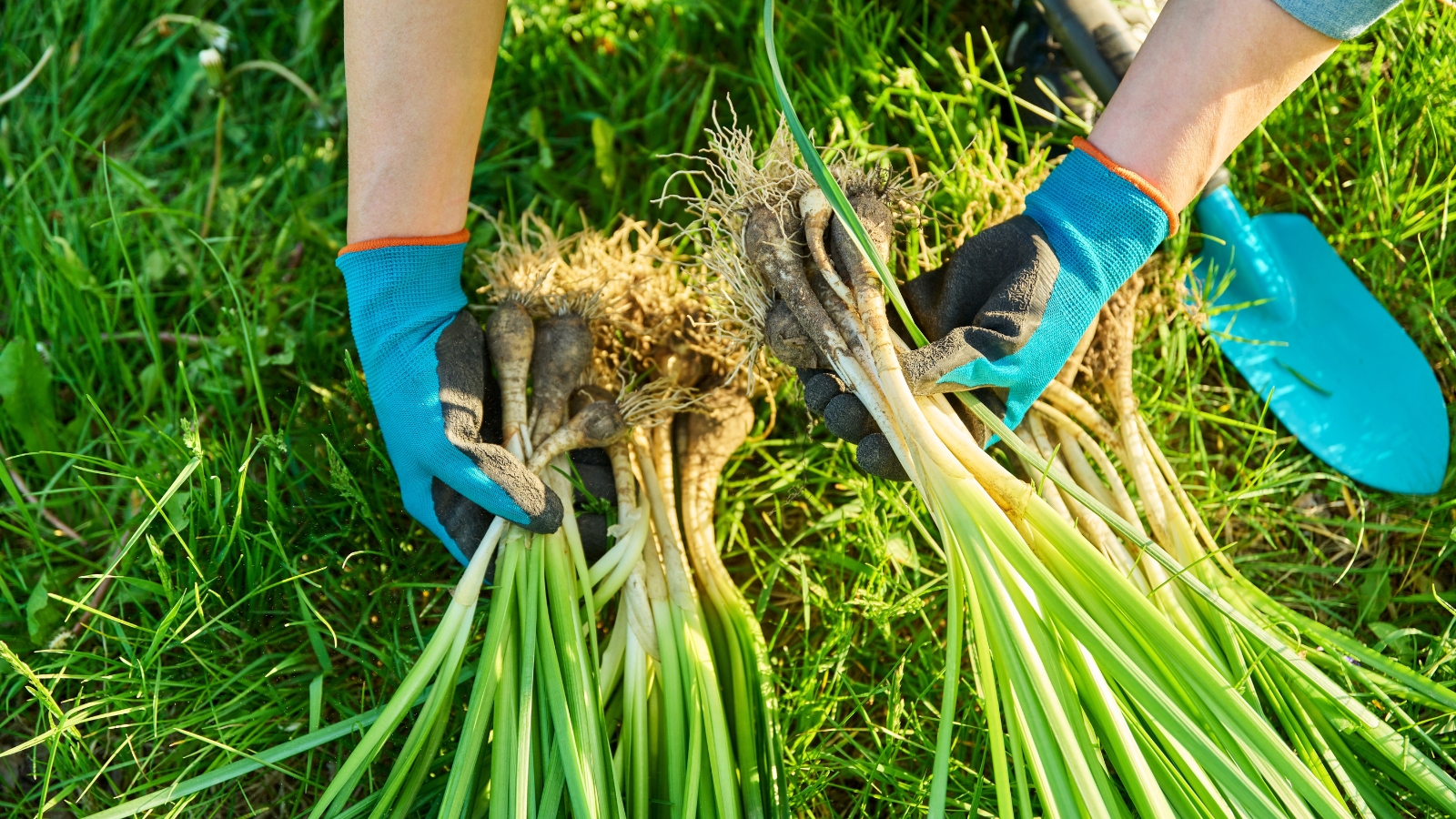 division of the bush of wild daffodil. Close-up of female hands in blue gloves dividing a daffodil plant in a sunny garden on a green lawn. Daffodil plants present a distinctive appearance with their sturdy, upright stems, each adorned with a cluster of vibrant green, strap-shaped leaves arranged in a tuft at the base. The daffodil bulbs are characterized by their smooth, papery outer layers and firm, rounded shape.