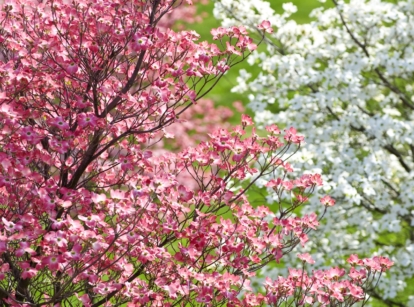 A dogwood tree boasting delicate pink blossoms, their hues catching the eye. In the background, a soft blur hints at another dogwood adorned with white flowers, creating a picturesque contrast. All trees are illuminated by the warm embrace of sunlight.