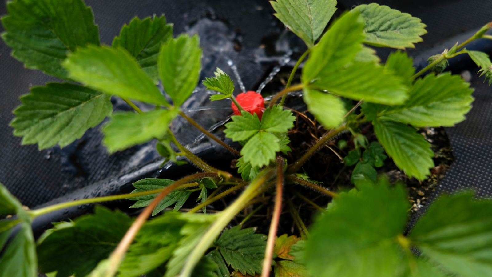 Close-up of a strawberry plant being watered via drip irrigation in a garden covered with black fabric mulch.