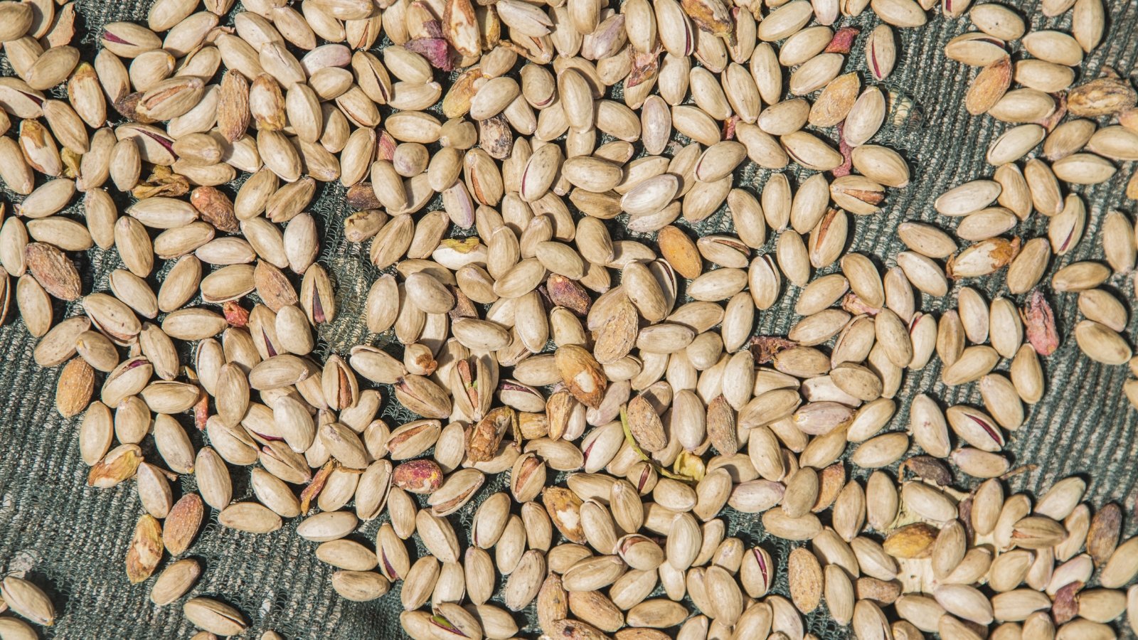 Close up of pistachio nuts spread out on a mat to dry in the sun.