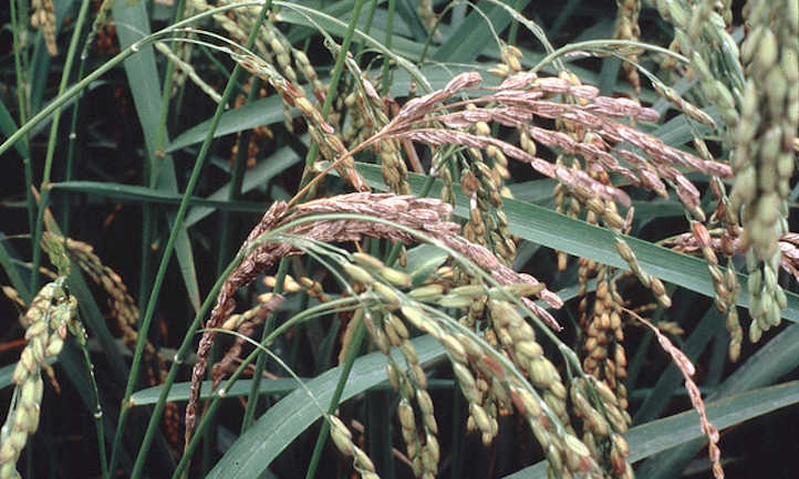 Infected rice grains